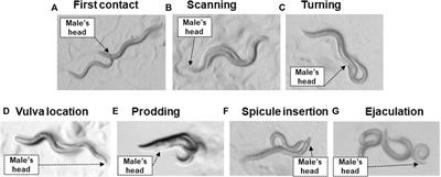 Microplastics and Their Impact on Reproduction—Can we Learn From the C. elegans Model?